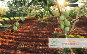 Ελιά: Πυρηνοτρήτης – Μαργαρόνια – Ρυγχίτης – Ωτιόρυγχος