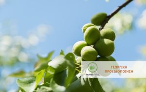 Γεωργική Προειδοποίηση για την αντιμετώπιση των σημαντικότερων εχθρών των πυρηνόκαρπων