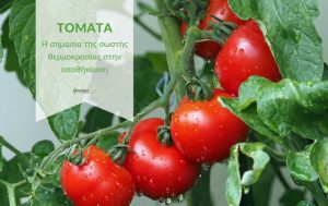 Πόσο “αντέχει” η τομάτα; Η σημασία της σωστής θερμοκρασίας στην αποθήκευση