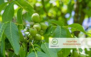 Ανθράκωση & Βακτηρίωση της Καρυδιάς