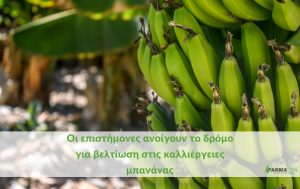 Σπάζοντας τον κώδικα της μπανάνας: Οι επιστήμονες ανοίγουν το δρόμο για βελτίωση στις καλλιέργειες μπανάνας