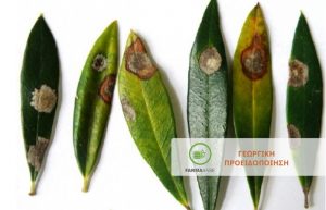 Αντιμετώπιση μυκητολογικών ασθενειών στην Ελιά, έπειτα από βροχές και υγρασία