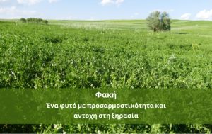 Φακή – Ένα φυτό με προσαρμοστικότητα και αντοχή στη ξηρασία