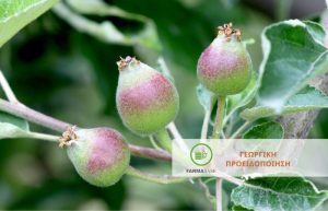 Μηλιά – Αχλαδιά: έλεγχος δύο φορές την εβδοµάδα των φεροµονικών παγίδων