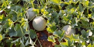 Υπαίθριες Πεπονιές: Αναμένεται η είσοδος Περονόσπορου – ευνοϊκές συνθήκες για Θρίπα & Αφίδες