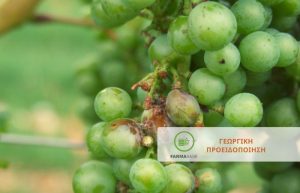 Ευδεμίδα – O κυριότερος εντομολογικός εχθρός του αμπελιού