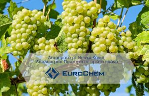 Λιπάσματα με Θειικό Κάλιο – Απόδοση & Ποιότητα σε πρώτο πλάνο
