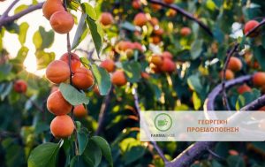 Επεμβάσεις φυτοπροστασίας στα Πυρηνόκαρπα τους θερινούς μήνες
