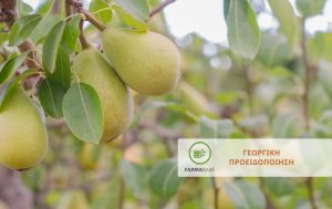 Συνεχίζονται οι προσβολές των Μηλοειδών από εντομολογικούς εχθρούς και ασθένειες