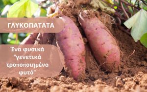 Γλυκοπατάτα ένα φυσικά «γενετικά τροποποιημένο φυτό»