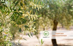 Φυτοπροστασία ανάλογα με το βλαστικό στάδιο που επικρατεί στον ελαιώνα σας