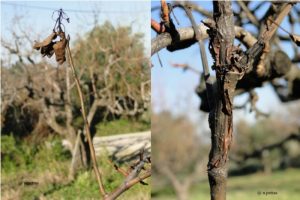 Απαραίτητες επεµβάσεις κατά την περίοδο του λήθαργου σε Μηλοειδή