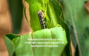Ενημερωτικό Δελτίο για τον επιβλαβή οργανισμό καραντίνας Spodoptera frugiperda