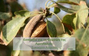 Εσπερίδα “Τα νέα δεδομένα για τα παθογόνα της αμυγδαλιάς και για την αντιμετώπιση της Φόμοψης.” στο Συκούριο Λάρισας