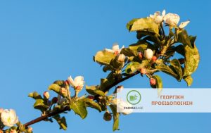 Μηλοειδή: συνιστώνται επεμβάσεις στη διόγκωση των οφθαλμών έως το στάδιο της πράσινης κορυφή