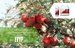 Granbrix – Ο νέος, εξελιγμένος βιοδιεγέρτης για όλες τις καλλιέργειες