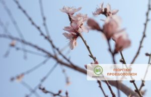 Πυρηνόκαρπα: Μολύνσεις από Μονίλια στα ευαίσθητα βλαστικά στάδια