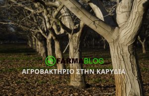 Αγροβακτήριο στην καρυδιά! Αντιμετωπίζεται;