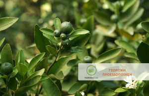 Εσπεριδοειδή: χωρίς ικανοποιητική καρπόδεση οι οπωρώνες εξαιτίας των βροχοπτώσεων