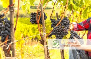 Αμπέλι: Συστάσεις φυτοπροστασίας για επιτραπέζια σταφύλια όψιμης συγκομιδής