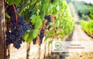 Συνιστάται να συνεχιστεί οπωσδήποτε η προστασία σε όλα τα Αμπέλια!