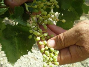 Ζημιές σε σταφύλια και αμπέλια από τον καύσωνα