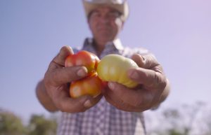 Διασυστηματικά εντομοκτόνα/μυκητοκτόνα: Τι είναι και πώς εφαρμόζονται;
