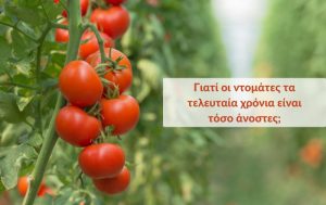 Γιατί οι ντομάτες τα τελευταία χρόνια είναι τόσο άνοστες;