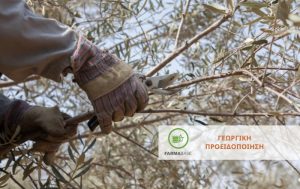 Κλάδεμα Ελιάς: Σωστές Πρακτικές για Υγιή και Παραγωγικά Δέντρα
