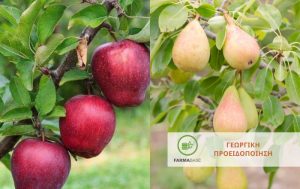 Συνιστάται άμεσα η προστασία των καρπών της Μηλιάς & Αχλαδιάς μετά από τις βροχοπτώσεις!