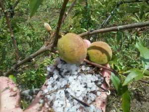 Χαλάζι και παγετός σάρωσαν σοδειές στη βόρεια Ελλάδα