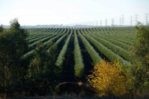 Υπέρπυκνο Γραμμικό Σύστημα Ελαιοκαλλιέργειας