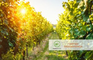 Αμπέλι: η εξέλιξη των βλαστικών σταδίων επιβραδύνθηκε, λόγω των υψηλών θερμοκρασιών