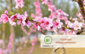 Πώς να προστατεύσετε νεκταρινιές και ροδακινιές από τους θρίπες