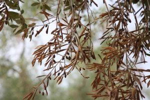 Συναγερμός σε Κρήτη και σύντομα Πελοπόννησο για το βακτήριο που εξοντώνει την ελιά
