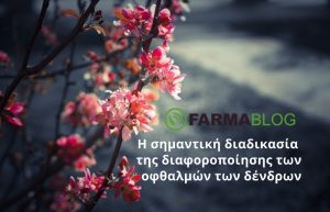 Η σημαντική διαδικασία της διαφοροποίησης των οφθαλμών των δένδρων