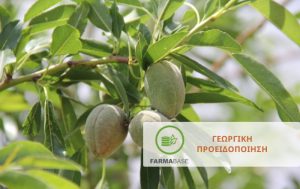 Αμυγδαλιά: Οδηγός Φυτοπροστασίας για Μέγιστη Απόδοση