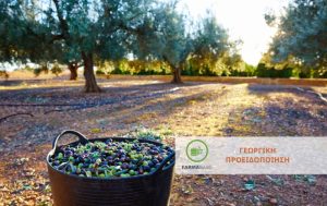 Ελιά: Οι φυτοπροστατευτικοί ψεκασμοί μετά τη συγκομιδή
