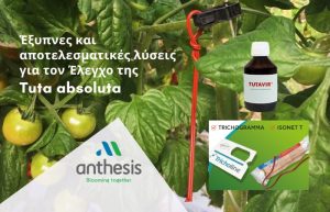Anthesis – Έξυπνες και αποτελεσματικές λύσεις για τον Έλεγχο της Tuta absoluta