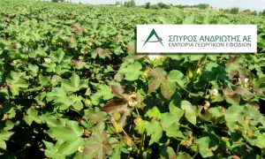 Κοκκίνισμα των φύλλων στο Βαμβάκι… που οφείλεται & πώς αντιμετωπίζεται