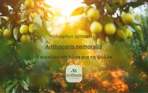 Anthocoris nemoralis – Η οικολογική λύση για τη ψύλλα
