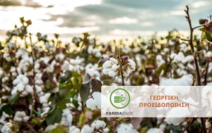 Αποφύλλωση Βαμβακιού: Σημαντικός παράγοντας για αποδοτική και ποιοτική παραγωγή