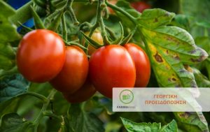 Ευνοϊκές οι καιρικές συνθήκες για εχθρούς και ασθένειες της υπαίθριας & βιομηχανικής Τομάτας