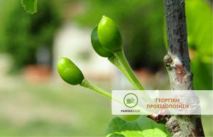 Έξαρση Εχθρών και Ασθενειών στα Πυρηνόκαρπα