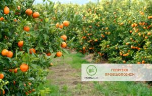Καλλιεργητικές πρακτικές για τη φυτοπροστασία Εσπεριδοειδών από Κοκκοειδή και Μύγα Μεσογείου