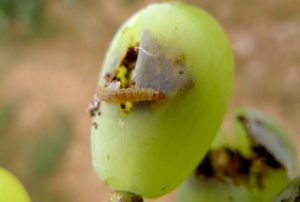 Τρόποι αντιμετώπισης της Ευδεμίδας της Αμπέλου από τη Dupont™