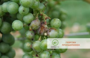 Ευδεμίδα του Αμπελιού: σημαντική αύξηση των συλλήψεων!