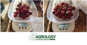 Agrology Success Stories: Αύξηση Παραγωγής & Βελτίωση Ποιότητας Καρπών στο Κεράσι