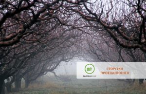 Χειμερινές επεμβάσεις σε Μηλοειδή την περίοδο του λήθαργου