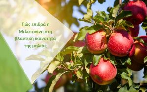 Πώς επιδρά η Μελατονίνη στη βλαστική ικανότητα της μηλιάς